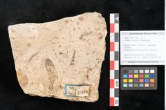 Foto (Objekt + Etikett) von Santalum salicinum Ettingshausen (NHMW-GEO-2024-0188-11399)